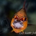cardinalfish_goldbelly_bhr_tam_h_0198_bal6008.jpg